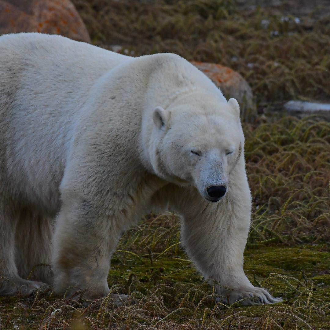 Polar bear · Churchill, MB